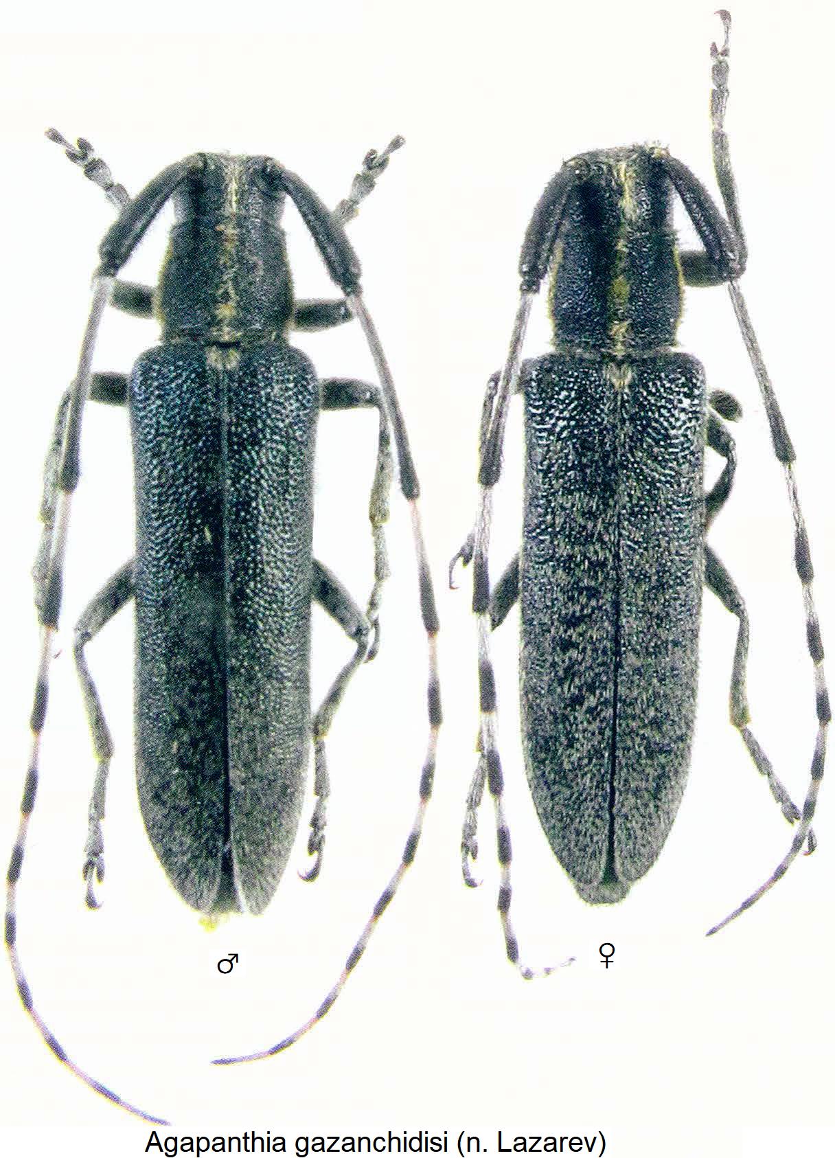 agapanthia_(n. lazarev)_m_hab.jpg